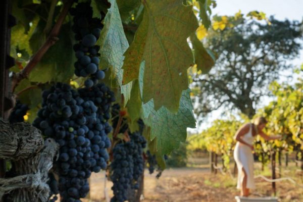 vineyard.IMG_7165