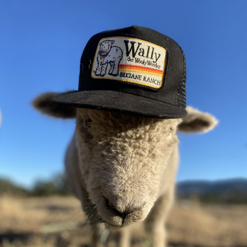 hat.wally.in.hatIMG_8999 hat.wally.in.hatIMG_8999