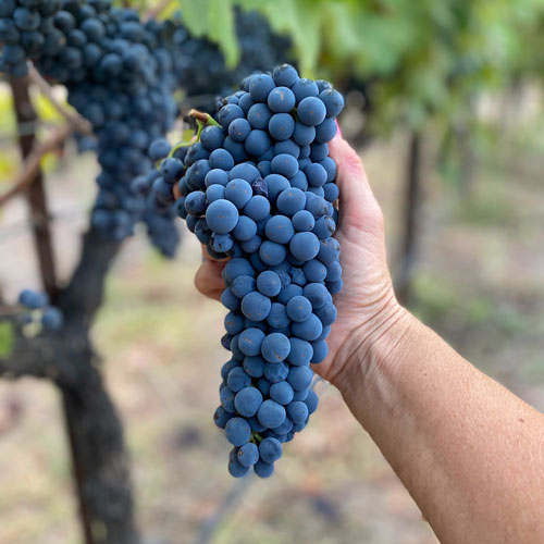 Estate Wines