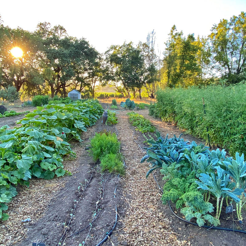 Regenerative Estate Garden